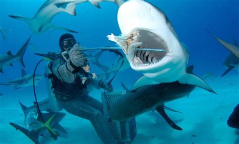 Все, что нужно знать… про акул! – INTERPARUS