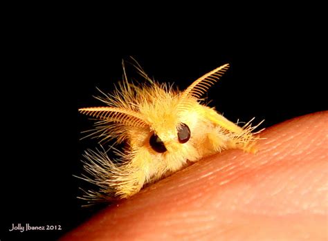 Yellow Tussock Moth Project Noah