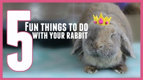 5 Fun things to do with your rabbit! 🐰 - YouTube