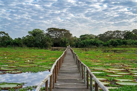 I Parchi Amazzonici Del Pantanal Bolivia