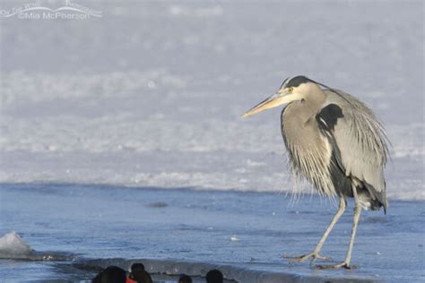 Great Blue Heron Walking Gingerly On Ice Mia McPherson S On The Wing