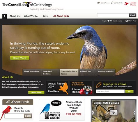 Website Update Review - Cornell Lab of Ornithology