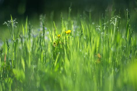 Kostenlose Foto Wasser Natur Gras Ast Tau Bokeh Pflanze Feld