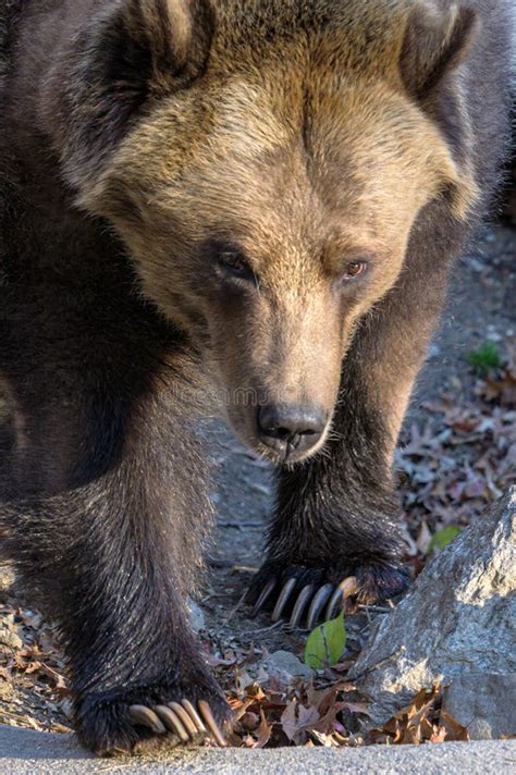 An Adult Grizzly Bear in Its Natural Habitat Stock Image - Image of ...