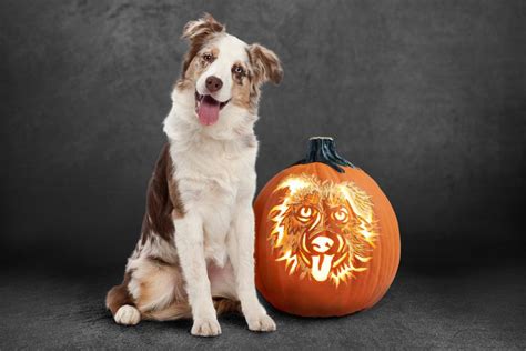 Diy Pet Pumpkin Stencils Of Your Favorite Dog And Cat Breeds