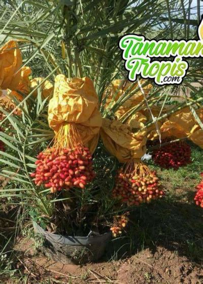 Jual Bibit Tanaman Kurma H1 Buah Manis Berwarna Merah