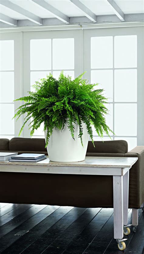 Lechuza Classico Color 28 Planter, White Matte | eBay