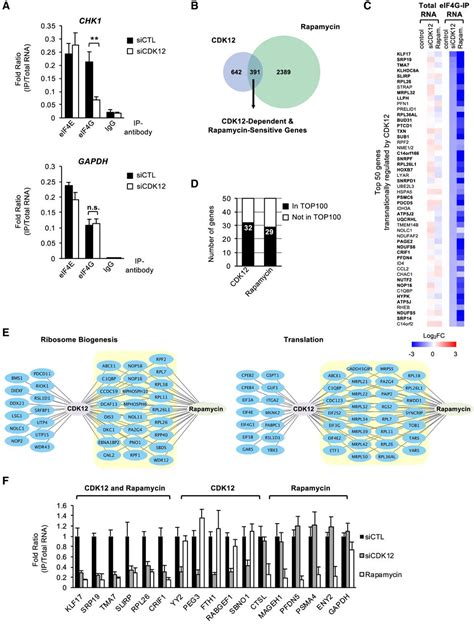 CDK12 phosphorylates 4E-BP1 to enable mTORC1-dependent translation and ...