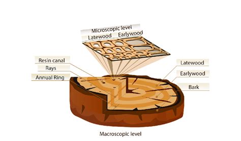 Model Of Softwood Showing The Woods Anatomical Structure At Different