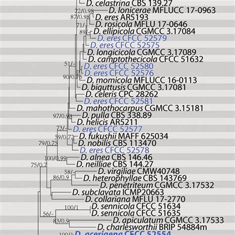 Phylogram Of Diaporthe From A Maximum Likelihood Analysis Based On