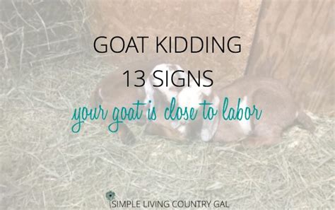 13 Goat Kidding Signs | Simple Living Country Gal