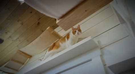 Couple’s CUTE Cat-Friendly Tiny House - Tiny House Blog