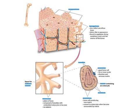 structure of spongy bone Quiz