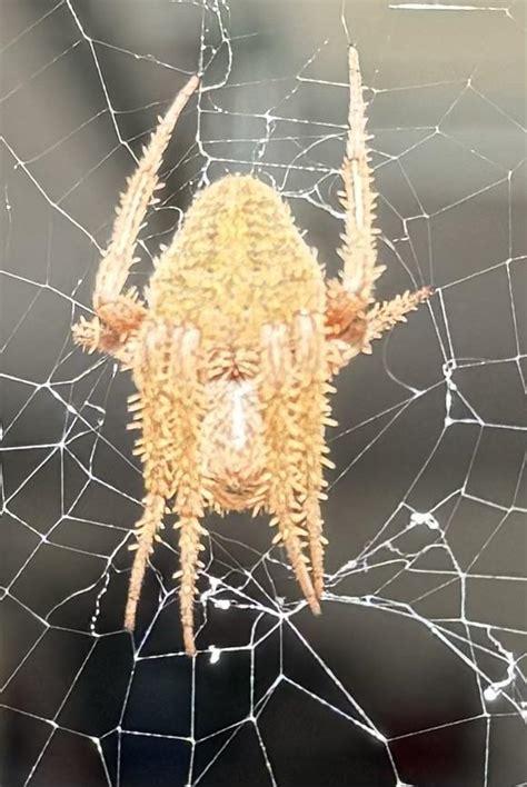 Beautiful visitor (Araneus diadematus) : r/InsectPorn