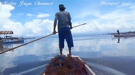 Proses Budidaya Rumput Laut Di Perairan Pantai Pulau Sagara Youtube