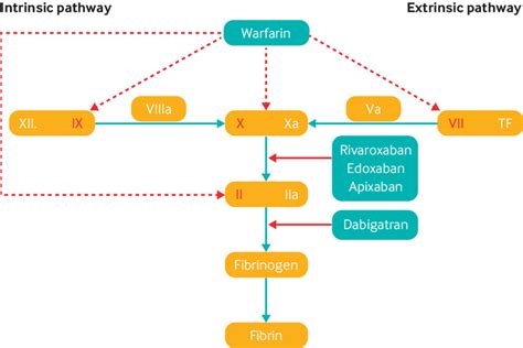 Coagulation Cascade Showing The Sites Of Action Of Anticoagulant Download Scientific Diagram