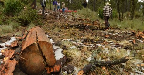 México Ubicadas 122 zonas críticas de tala ilegal La jornada Agua