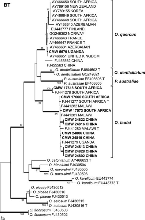 Phylogram Resulting From A Maximum Likelihood Ml Analysis Of The