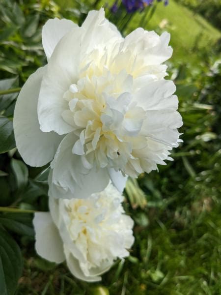 Пион Duchesse de Nemours🌷 - купить корневища и саженцы в горшках в ...