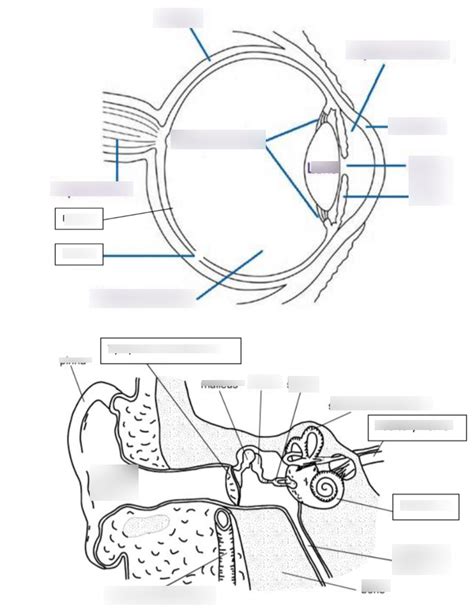 Sensory Organs Anatomy And Physiology Lab Practical 4 Diagram Quizlet