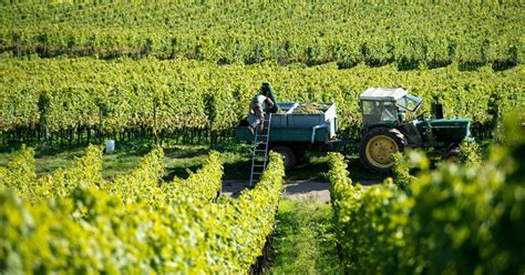 La Production Mondiale De Vin En Se Situe Dans La Moyenne Malgr