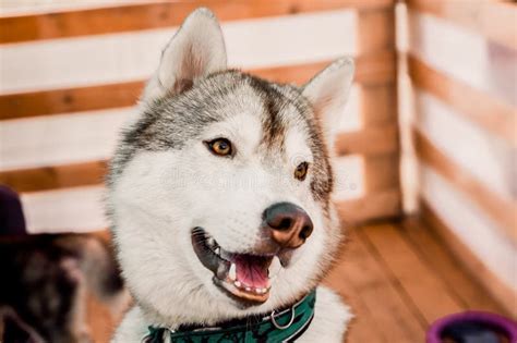 Cane Sorridente Del Husky Husky Siberiano Del Ritratto Con Gli Occhi