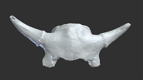 Bison skull (late Holocene). Big Bone Lick, KY - Download Free 3D model by ETSU_LAMPeC [d1fb03f ...