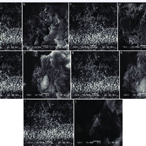 Micrograph of Staphylococcus hominis untreated (a) and treated (b) with ...