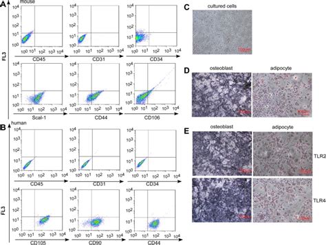 Characterization Of BM MSCs Immunophenotype Of Bone Marrow Derived