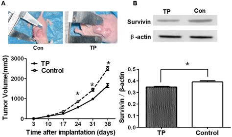 A Subcutaneous Xenograft Tumor Bearing Nude Mice Treated With TP For