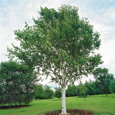 Betula Utilis Jacquemontii Erica Garden