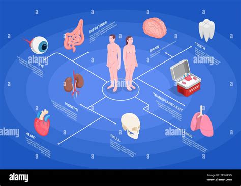 Menschliche Organe Isometrisches Flussdiagramm Mit Nieren Herz Auge