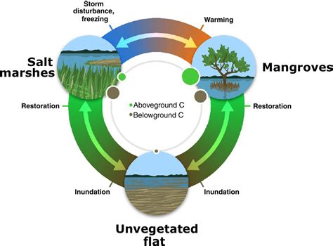 Modeling Strategies And Data Needs For Representing Coastal Wetland