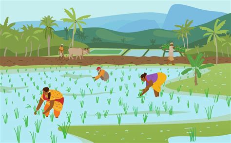 Vector Illustration Of Indian Rice Fields With Workers Farmer Plowing