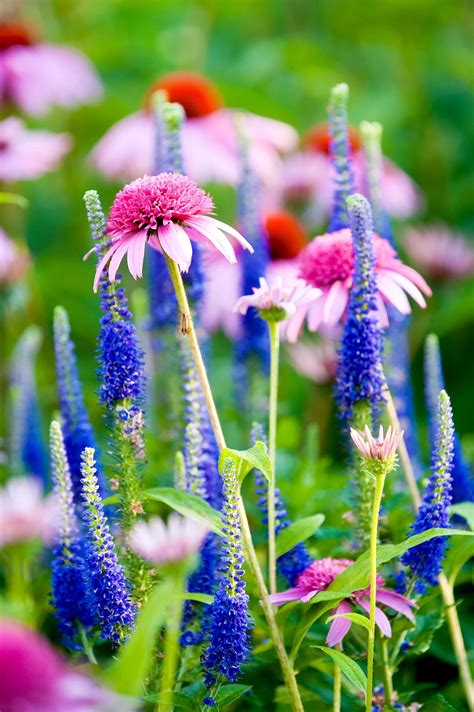 24 Perennial Plant Combinations That Look Stunning Together Artofit