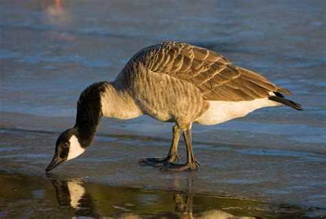 Filecanada Goose Profile04 Wikimedia Commons