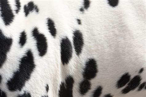 «Dalmatian Dog Fur» del colaborador de Stocksy «Sky-Blue Creative» - Stocksy