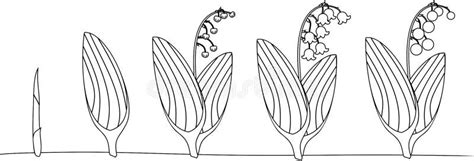 Het Levenscyclus Van Lelietje Van Dalen Of Convallaria Majalis Stadia