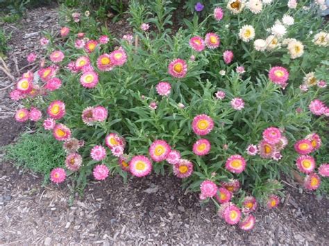 Bracteantha Bracteata Everlasting Daisy Native Garden Australian