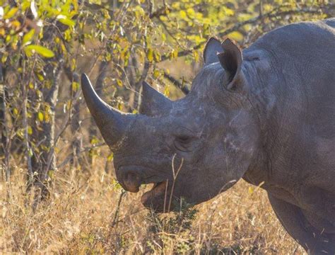 Rhinoceros, Black - Fascinating Africa