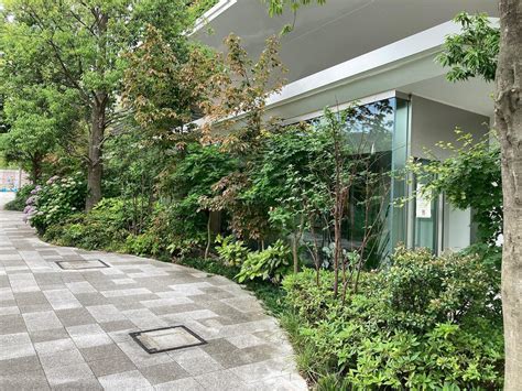 Tree By Naked Meiji Park