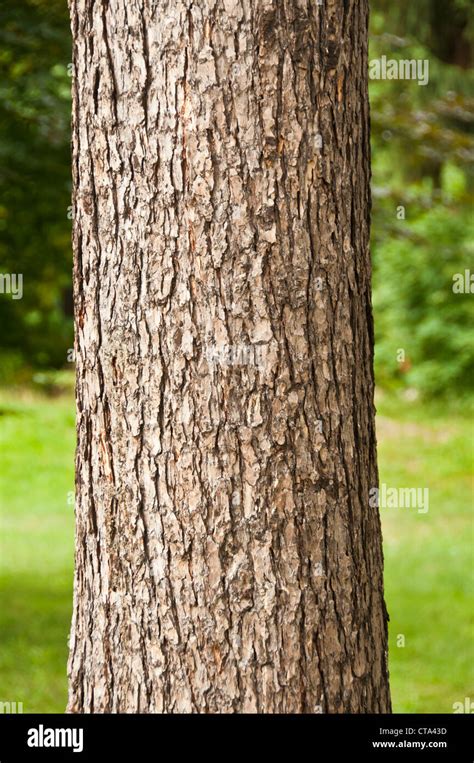 tronco de árbol Fotografía de stock Alamy