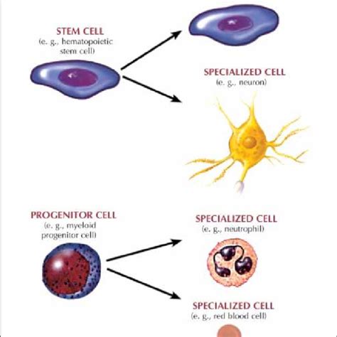 Distinguishing features of progenitor/precursor cells and stem cells. A... | Download Scientific ...