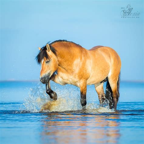 Buckskin Horse In The Water Beautiful Horses Photography Pretty