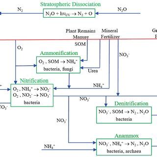 Simplified Nitrogen Cycle For The Soil Som Is Soil Organic Matter