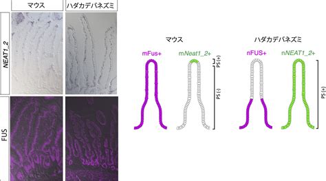 Species Specific Formation Of Paraspeckles In Intestinal Epithelium