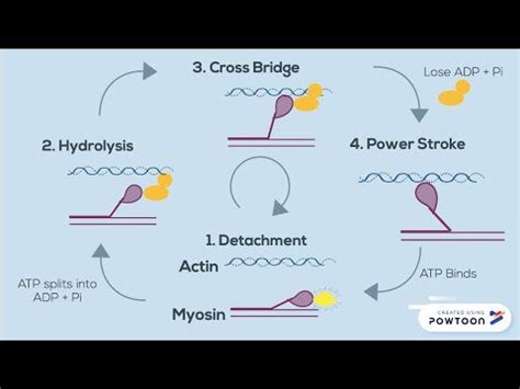 Sliding Filament Diagram Filament Sliding Contraction Anatom