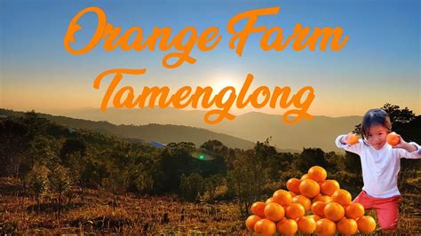 Orange Farm Visit Organic Orange Farm Tamenglong Manipur