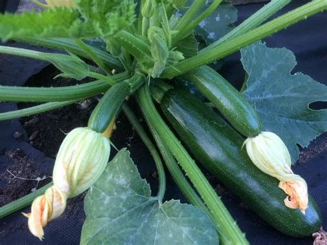 Фото кабачки на грядке: Мобильные грядки для кабачков своими руками - фото