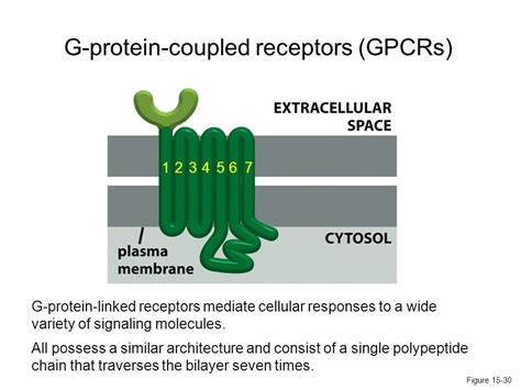 G Protein Coupled Receptors